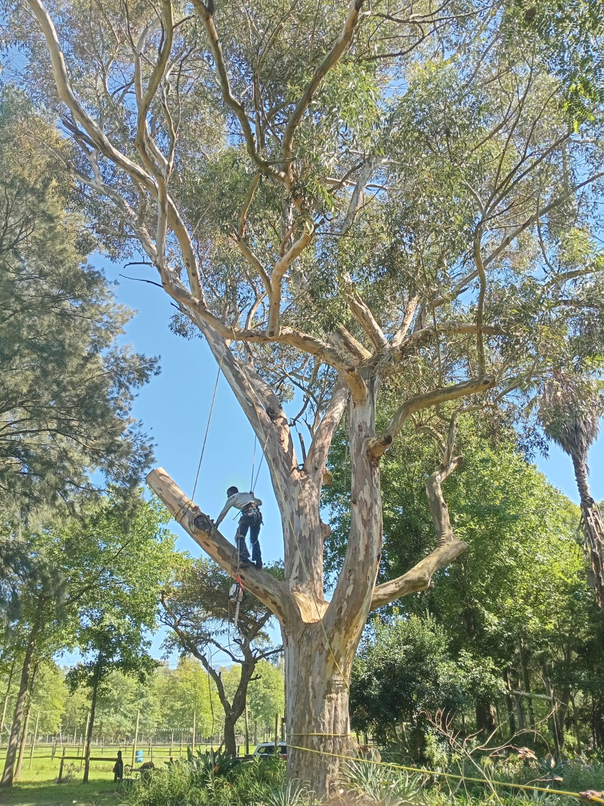 Large bluegum tree removal near a home