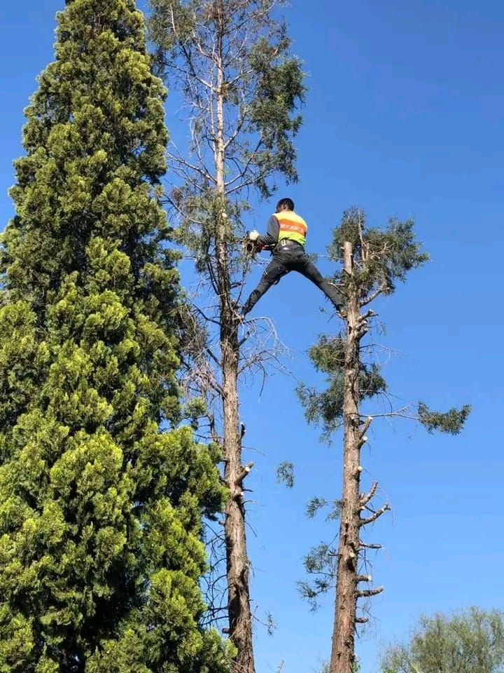 Tree felling crew removing a large tree from a Cape Town property