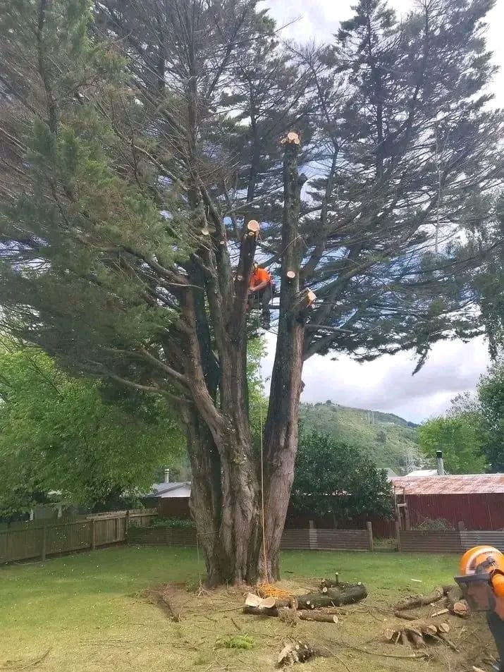 Large tree section being felled and lowered in a controlled cut